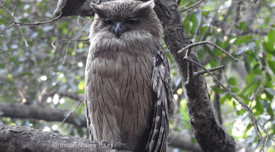 birding in corbett