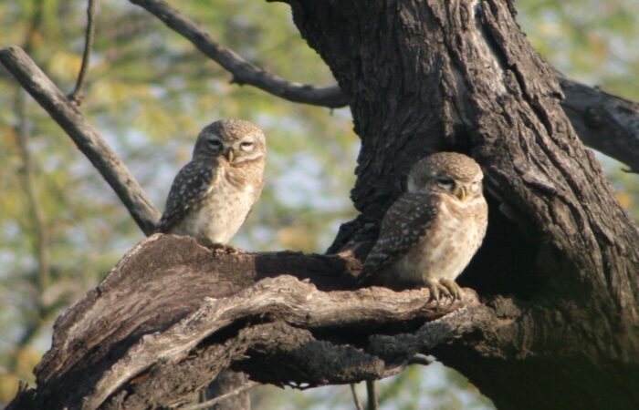 Birdin in Goa