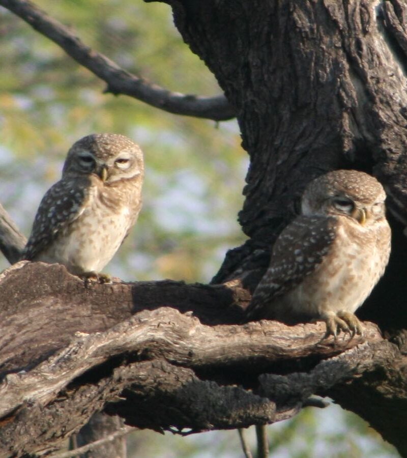 Birdin in Goa