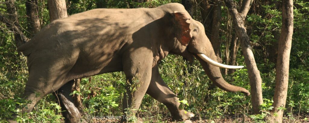 Elephant, Wildlife India