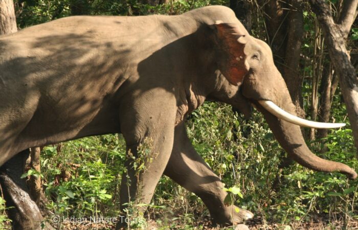 Elephant, Wildlife India