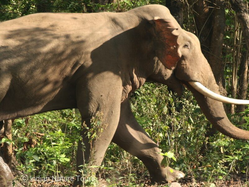 Elephant, Wildlife India