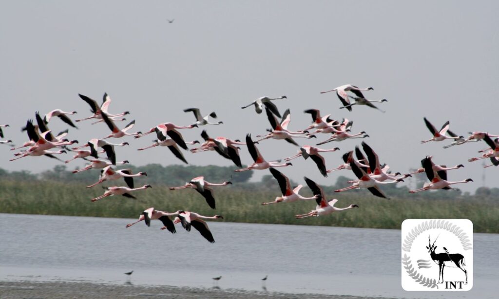 Western India Birding