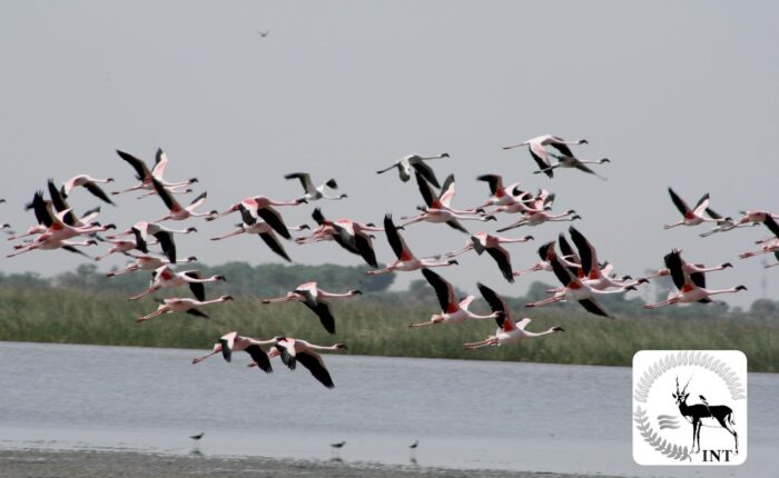 Western India Birding