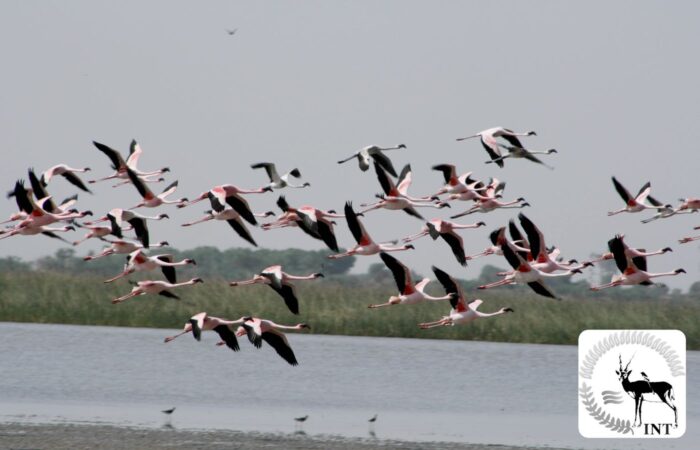 Western India Birding