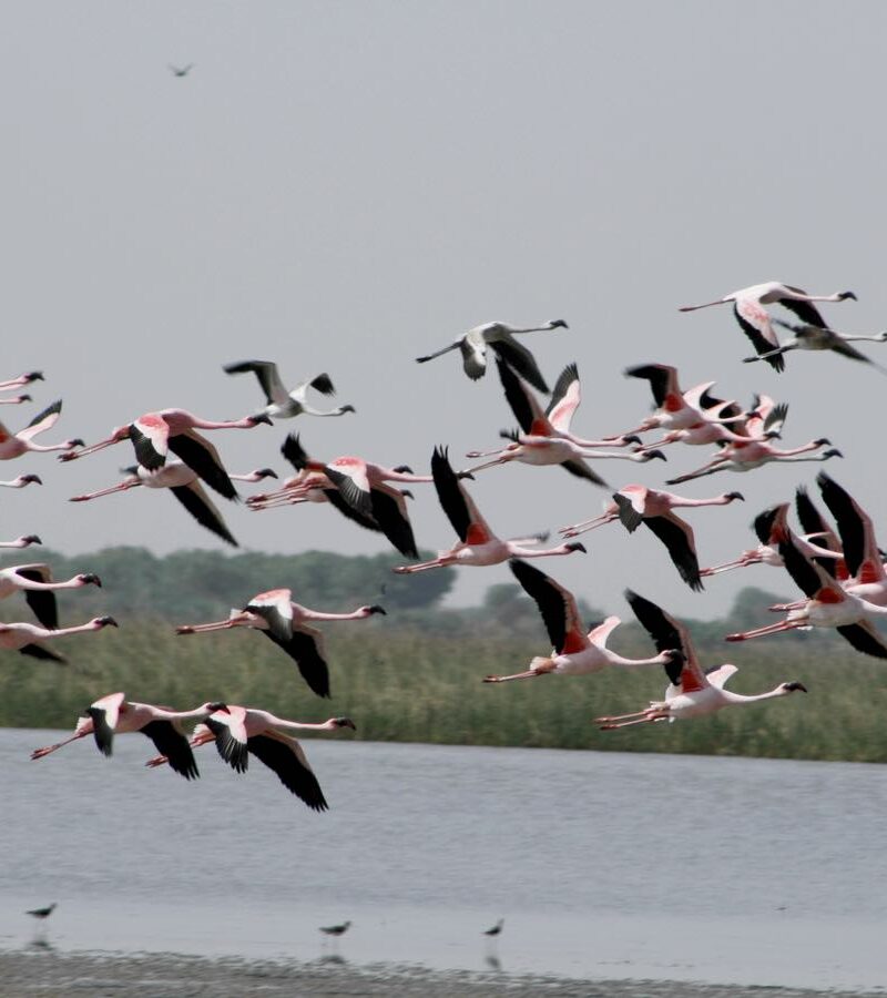 Western India Birding