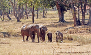 Elephant in Corbett