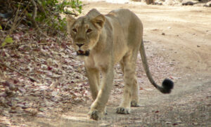 Lion in Gir National Park