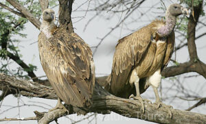 Long Billed Vulture