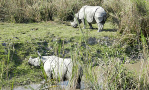 Rhino Kaziranga