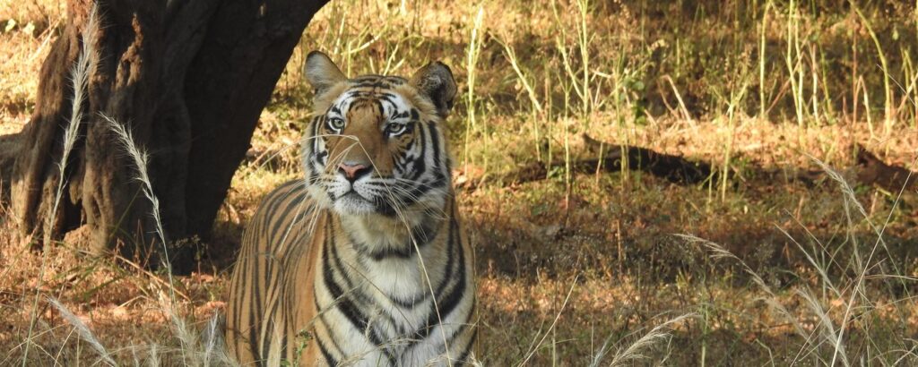 Tigers in india