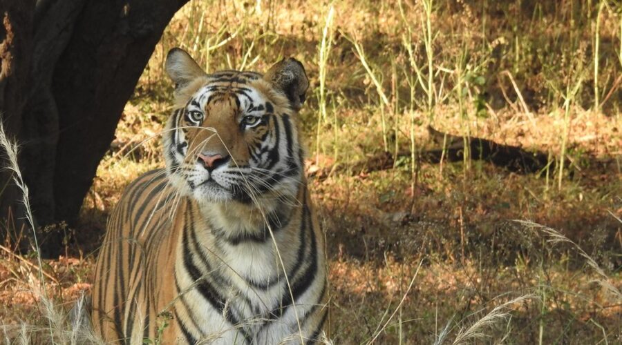 Tigers in india