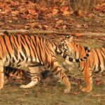 tigers of india