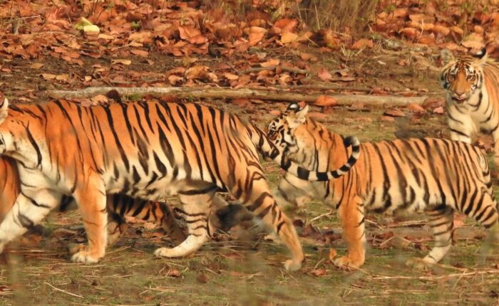 tigers of india