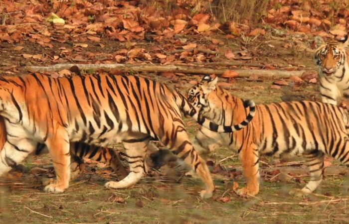 tigers of india