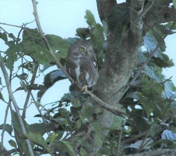 Asian Barred Owlet