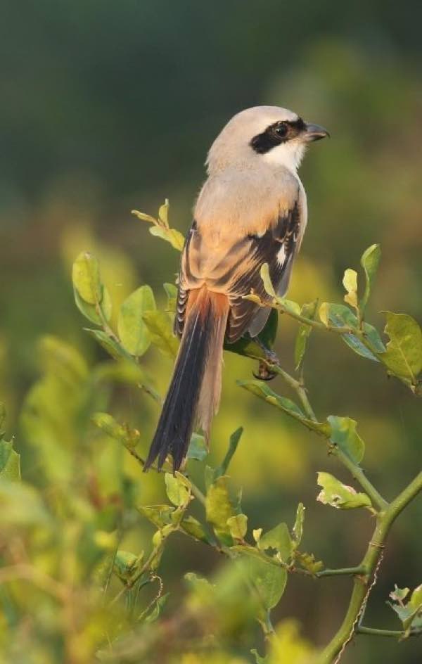 Long-tailed Shrike