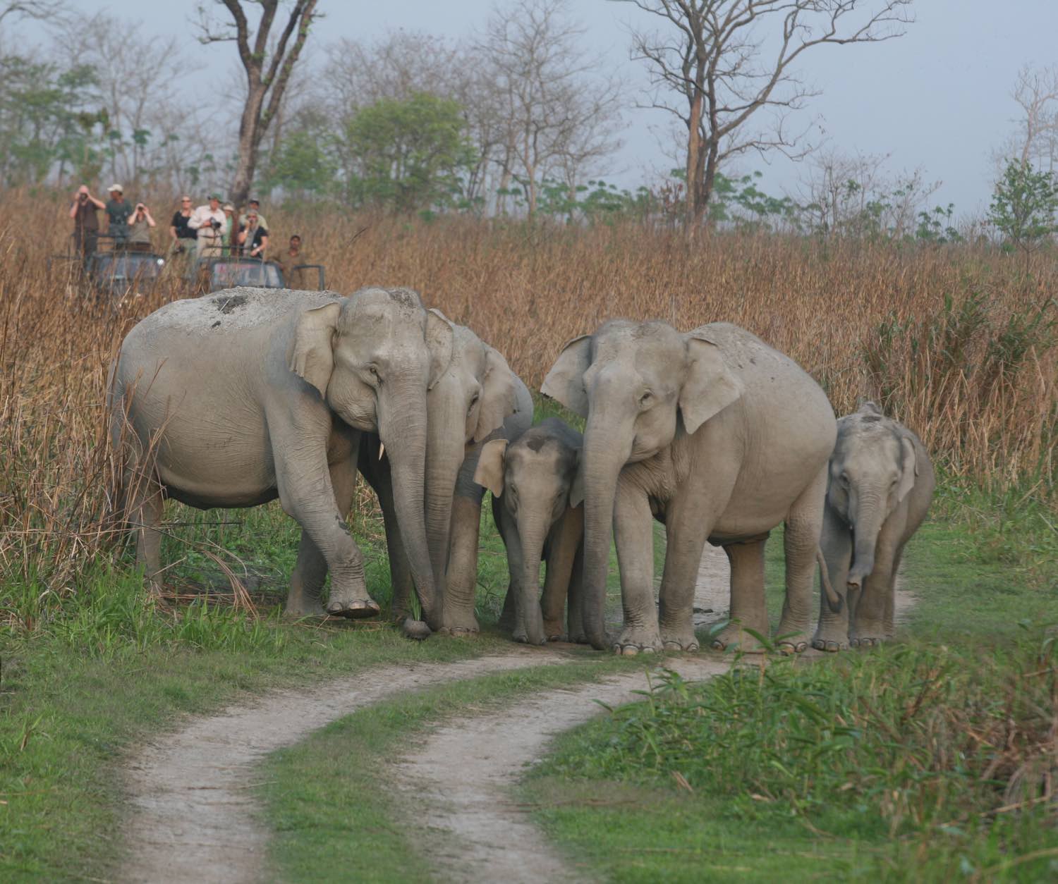 Corbett National Park